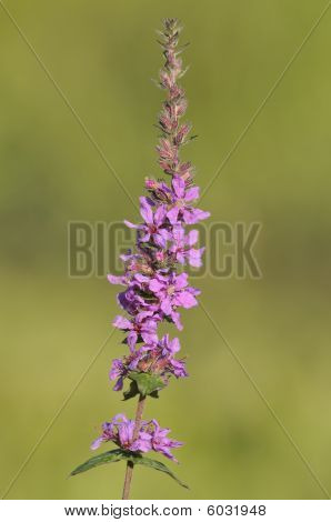 Rantakukka - Lythrum salicaria
