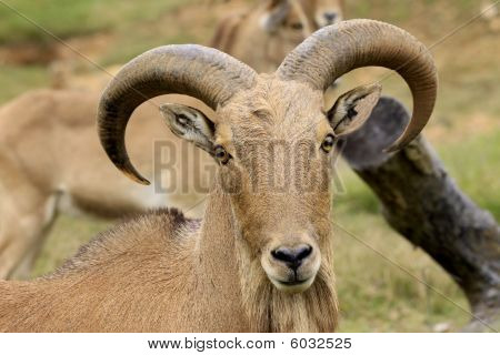 Capra Tahr dell'Himalaya