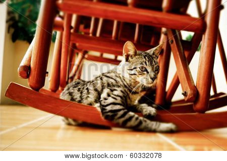 cat in a rocking chair