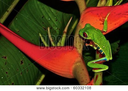 Little green  frog sitting on red leaf