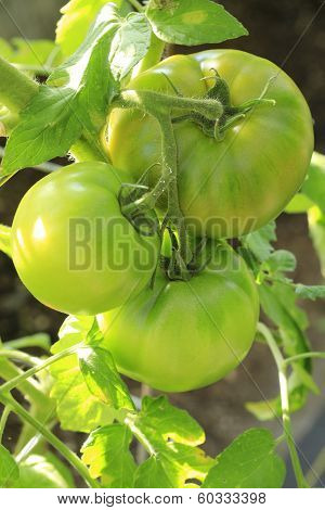Tomato Plant