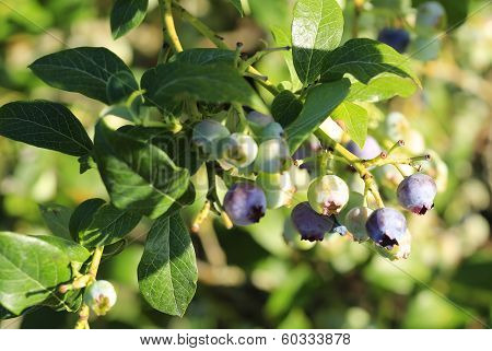 Close Up View Of Young Blueberries