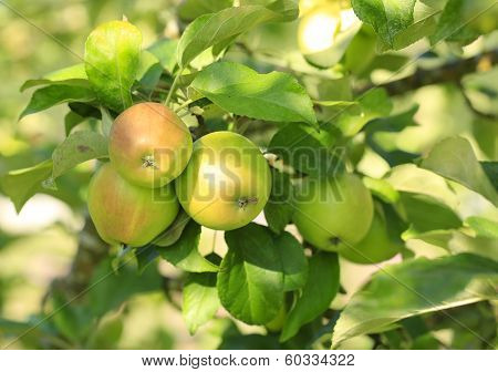 Fresh Organic Apple