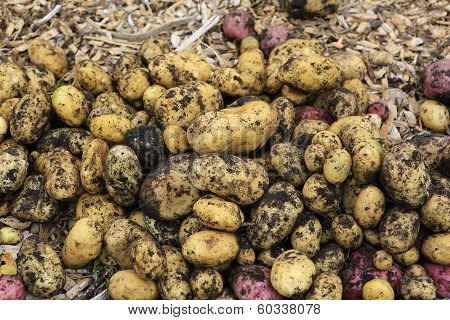 Gathering Harvest. Fresh Young Potatoes