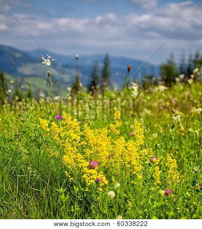Summer Landscape In Ceahlau Mountains