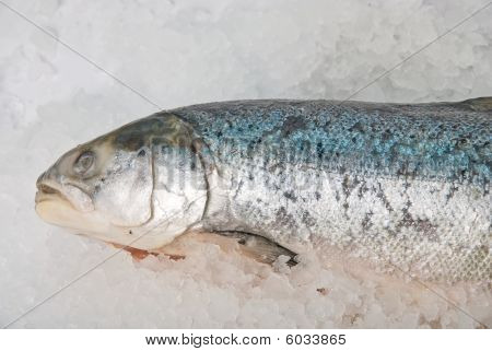 Pesca de trucha fresca brillante