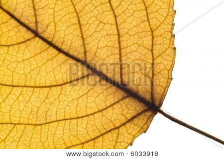 Lähikuva: keltainen syksy Leaf taustavalo