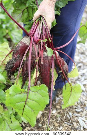 Gathering Harvest. Fresh Organic Beets