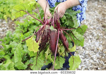 Gathering Harvest. Fresh Organic Beets