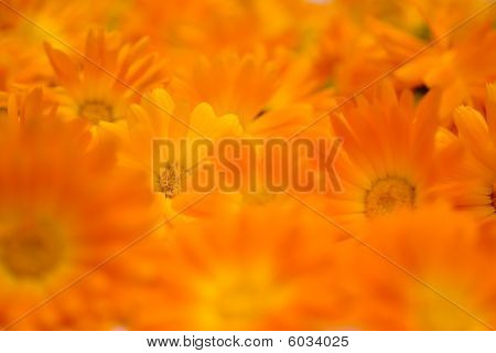 Tausta oranssi kukat