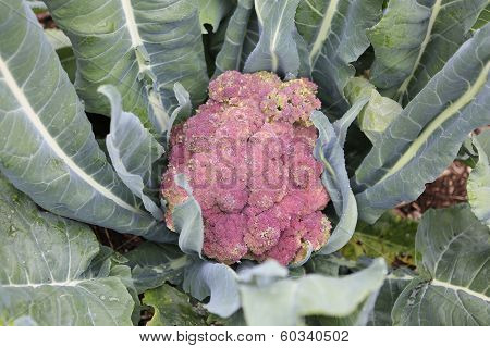 View Of Growing Cauliflower