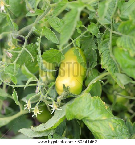 Tomato Plant