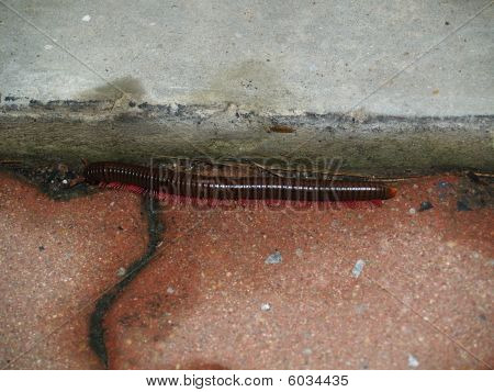 Hyönteiset Thaimaan: multileg saaren Phuket