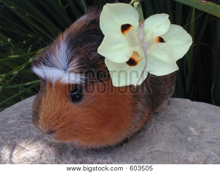 Crested Cavy ja kukka