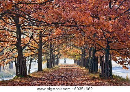 Oak Alley
