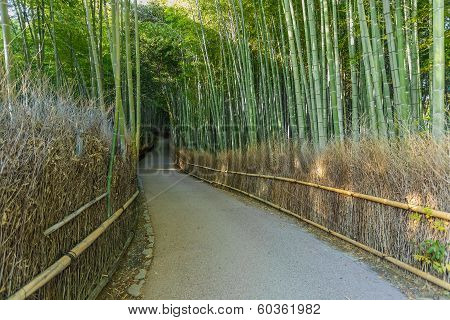Chikurin-no-michi (bamboo Grove) At Arashiyama In Kyoto