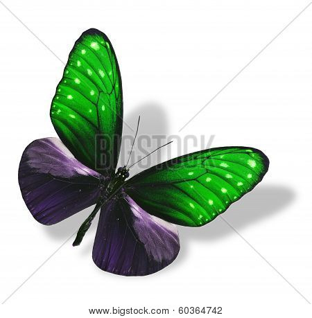 Beautiful Flying Green Butterfly Isolated On White Background With Soft Shadow