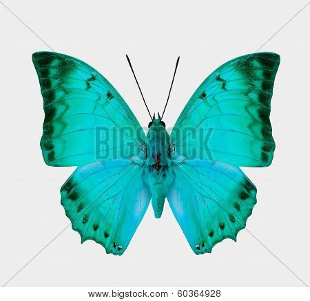 Beautiful Light Blue Butterfly