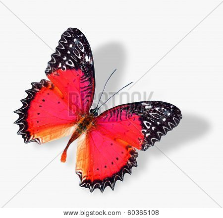 Beautiful Red Butterfly Flying With Soft Shadow