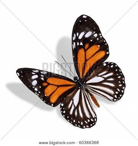Flying White Tiger Buttfly Isolated On White Background