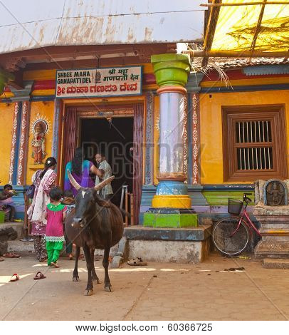 GOKARNA INDIA - JANUARY 31: Sacred animal a cow at an entrance to the small temple in the Gokarna on