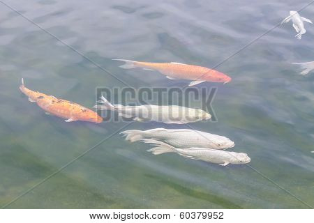 Koi Carp In Lagoon