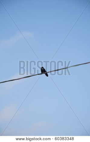 Raven