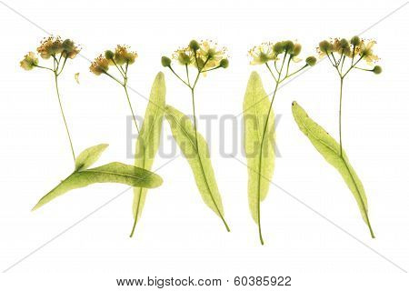 Flowers Of The Lime Tree (tilia)