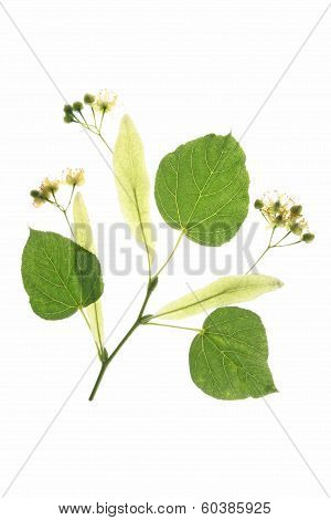 Flowers Of The Lime Tree (tilia)