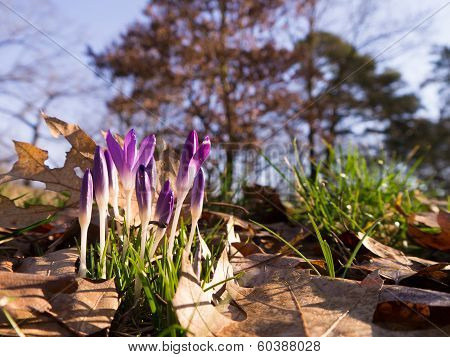 Heralds of Spring