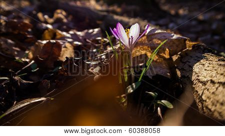 Heralds of Spring