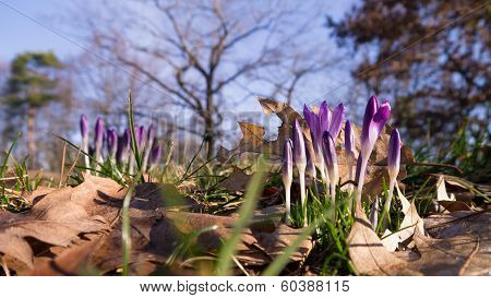Heralds of Spring