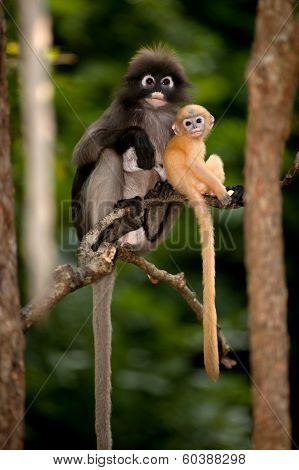 Mother And Son Monkeys Are Mischievous ( Presbytis Obscura Reid ).