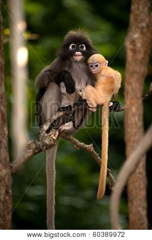 Mother And Son Monkeys Are Mischievous ( Presbytis Obscura Reid ).