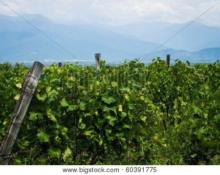 Vineyard in Kakheti
