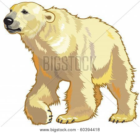 White Bear