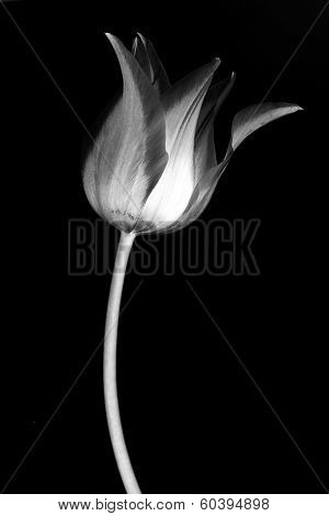 Abstract flower background. Tulips