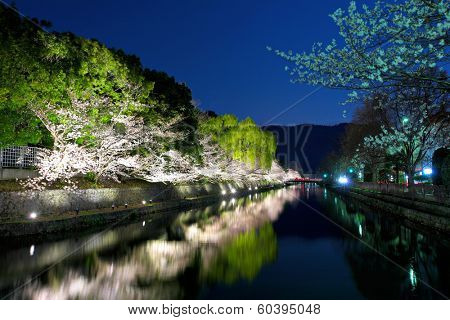 Biwa lake canal with sakura tree