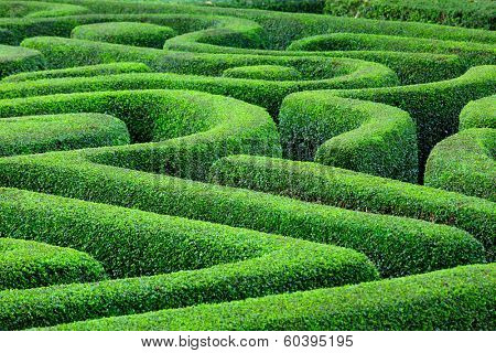 Green plant maze