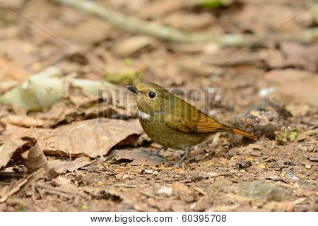 Female Rufous-bellied Niltava (niltava Sundara)