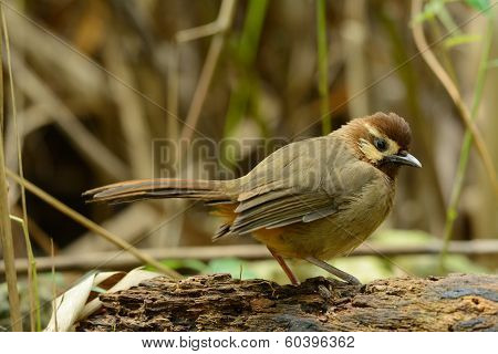 White-browed Laughingthrush(pterorhinus Sannio)