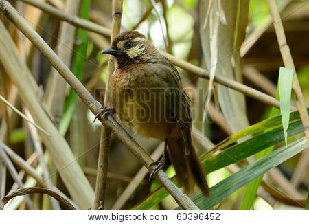 White-browed Laughingthrush(pterorhinus Sannio)