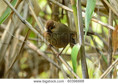 White-browed Laughingthrush(pterorhinus Sannio)