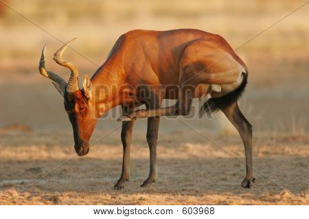 Hartebeest rojo