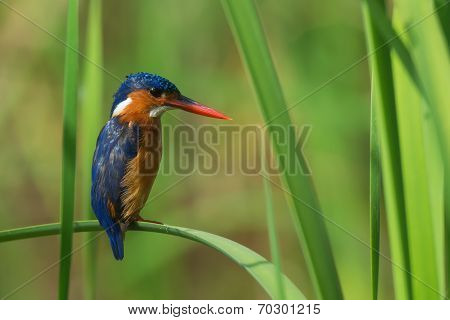 A Malachite Kingfisher (alcedo Cristata) Perched On A Bent Reed