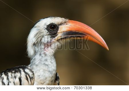 A Portrait Of A  Western Red-billed Hornbill (tockus Erythrorhynchus)