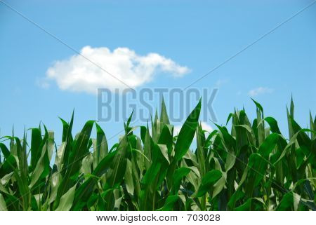 Maïs et ciel
