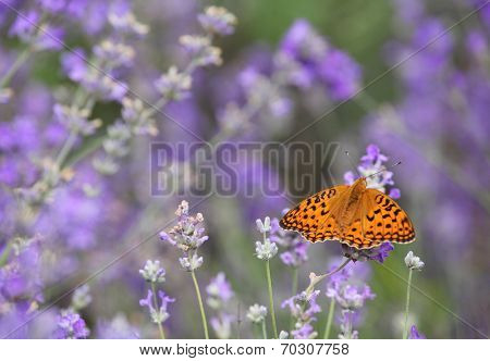 Butterfly on blooming lavender flowers 