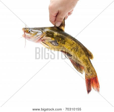 Holding Catfish isolated on white