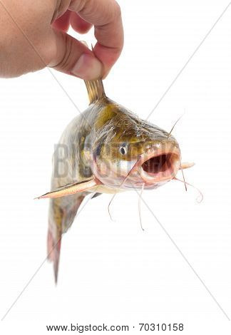 Holding Catfish isolated on white